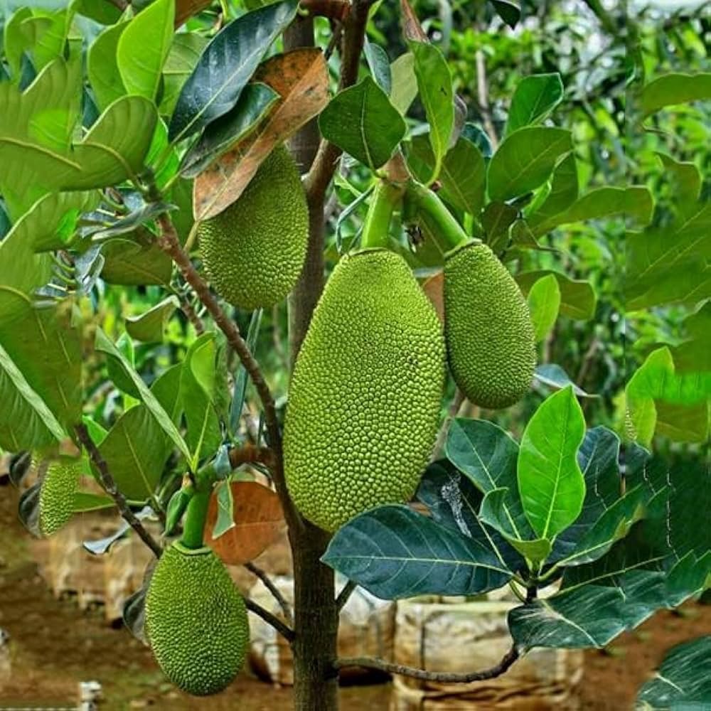 Barmasi Jackfruit (બારમાસી ફણસ)